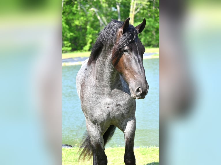 Friesian horses Gelding 6 years 17 hh Roan-Blue in Fairbank IA