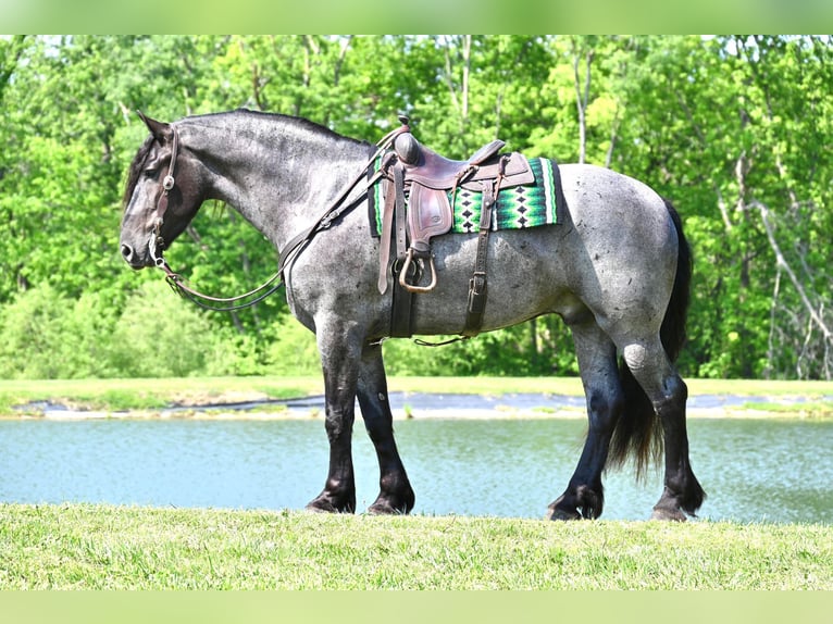 Friesian horses Gelding 6 years 17 hh Roan-Blue in Fairbank IA