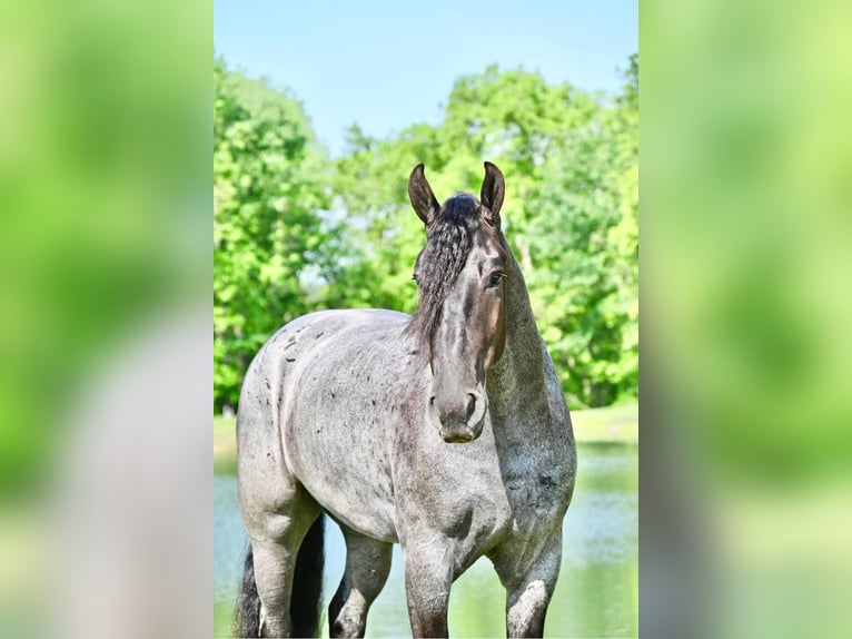 Friesian horses Gelding 6 years 17 hh Roan-Blue in Fairbank IA