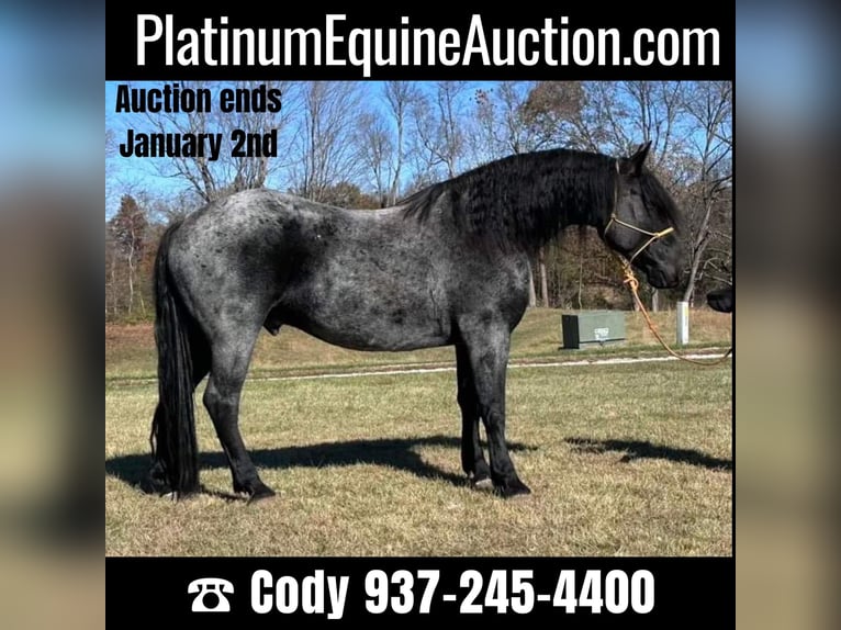 Friesian horses Gelding 6 years 17 hh Roan-Blue in Bloomington IN