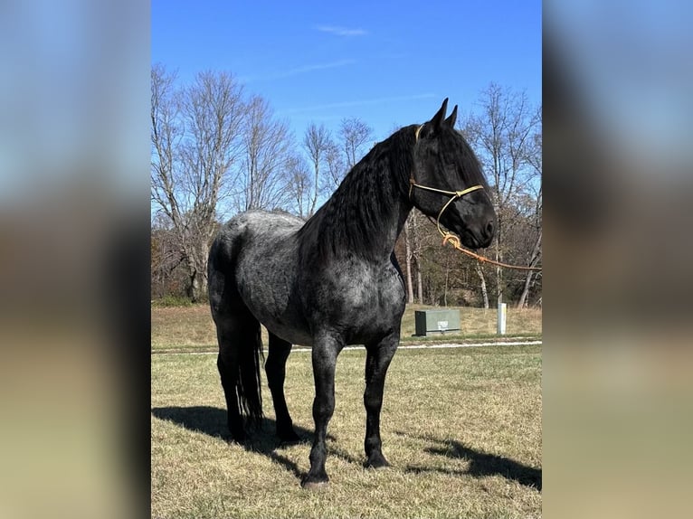 Friesian horses Gelding 6 years 17 hh Roan-Blue in Bloomington IN