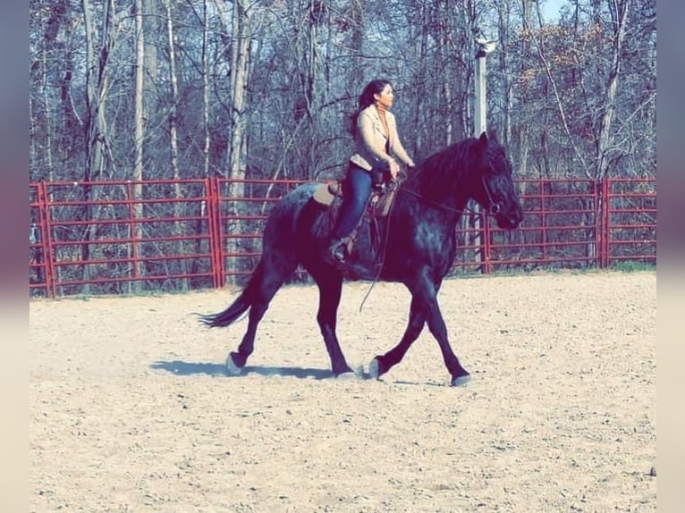 Friesian horses Gelding 6 years 17 hh Roan-Blue in Bloomington IN