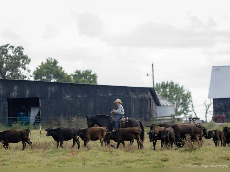 Friesian horses Gelding 6 years 17,1 hh Black in Auburn