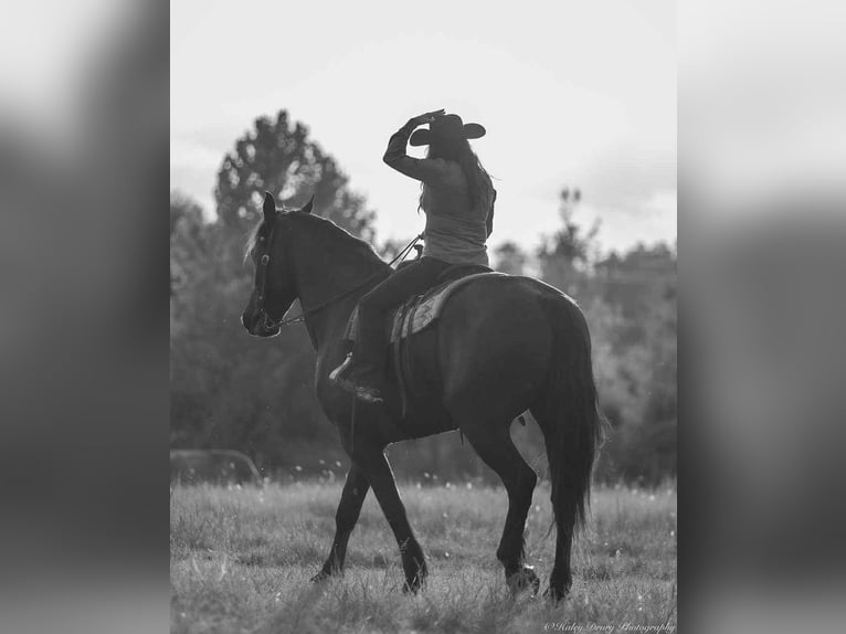 Friesian horses Gelding 6 years 17,1 hh Black in Auburn