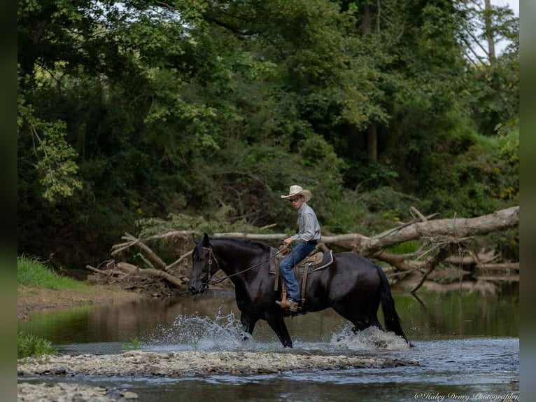 Friesian horses Gelding 6 years 17,1 hh Black in Auburn
