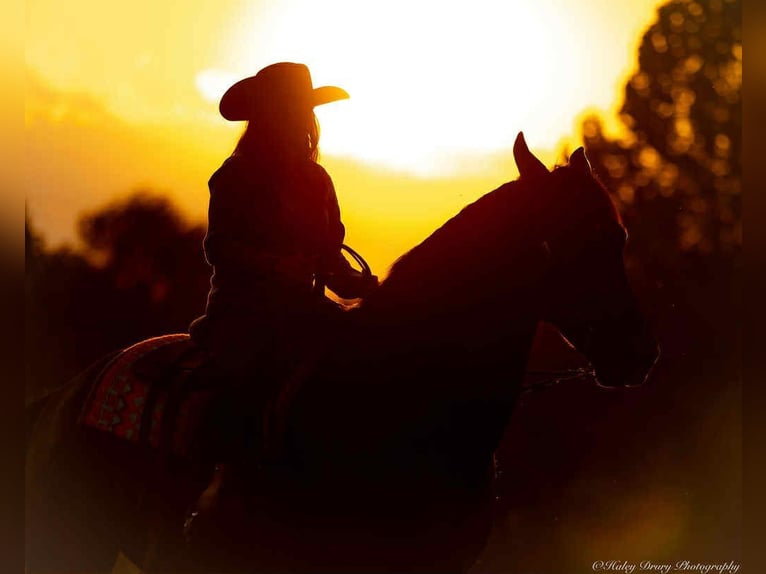 Friesian horses Gelding 6 years 17,1 hh Black in Auburn