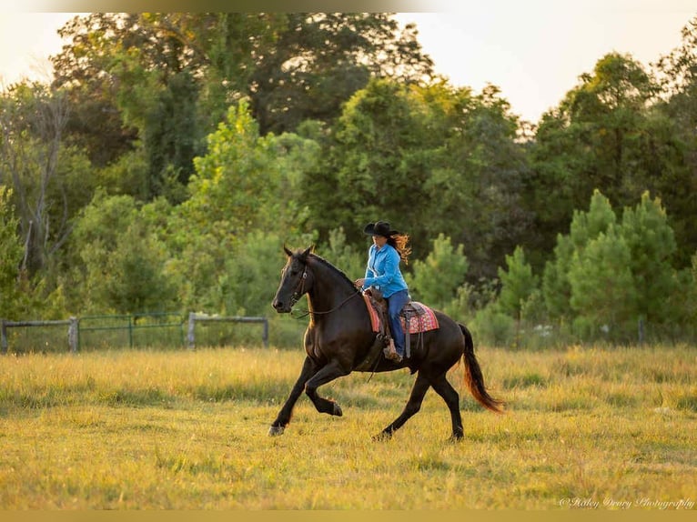 Friesian horses Gelding 6 years 17,1 hh Black in Auburn