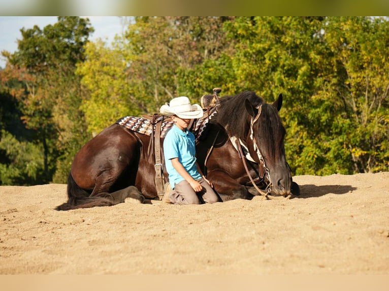 Friesian horses Mix Gelding 6 years 17,2 hh Black in Fresno