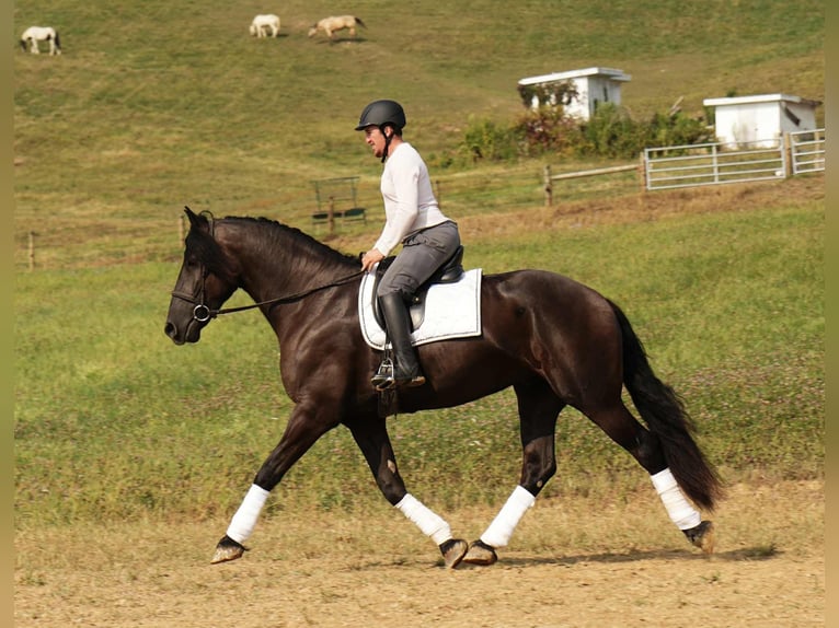 Friesian horses Mix Gelding 6 years 17,2 hh Black in Fresno