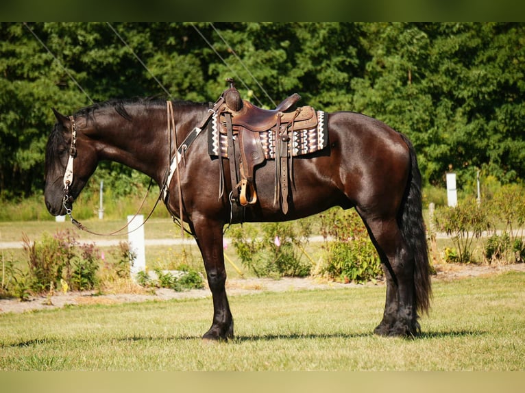 Friesian horses Mix Gelding 6 years 17,2 hh Black in Fresno