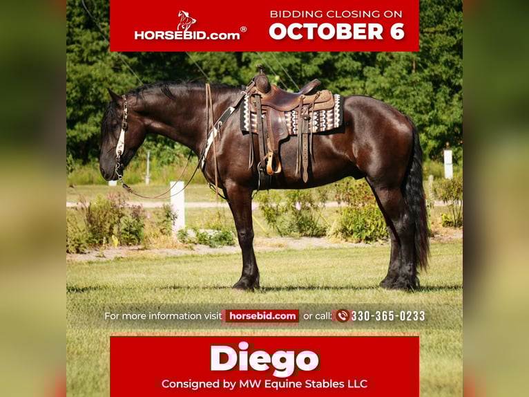 Friesian horses Mix Gelding 6 years 17,2 hh Black in Fresno