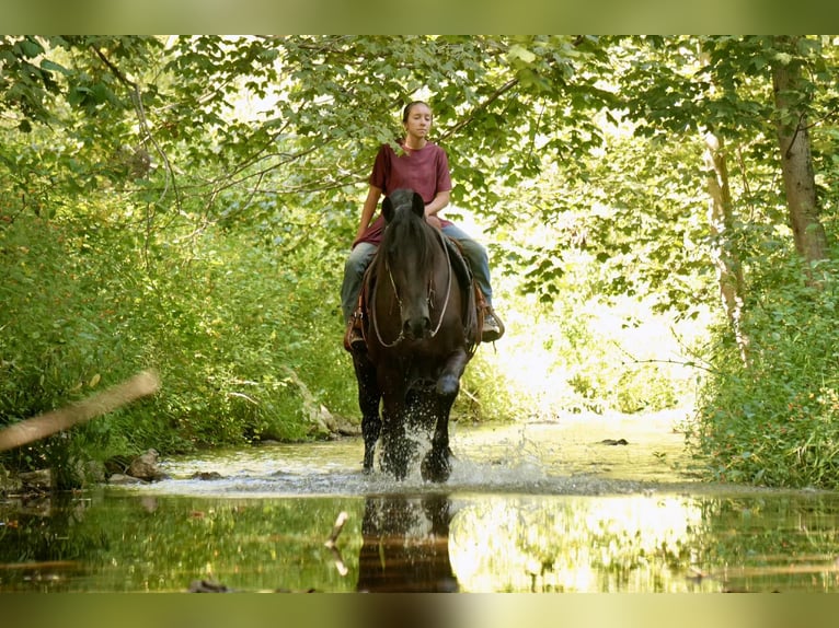 Friesian horses Mix Gelding 6 years 17,2 hh Black in Fresno