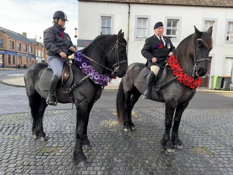 Friesian horses Gelding 6 years Black in Los Angeles