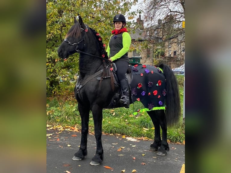 Friesian horses Gelding 6 years Black in Los Angeles