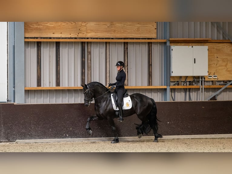 Friesian horses Gelding 6 years Black in Aalsmeer