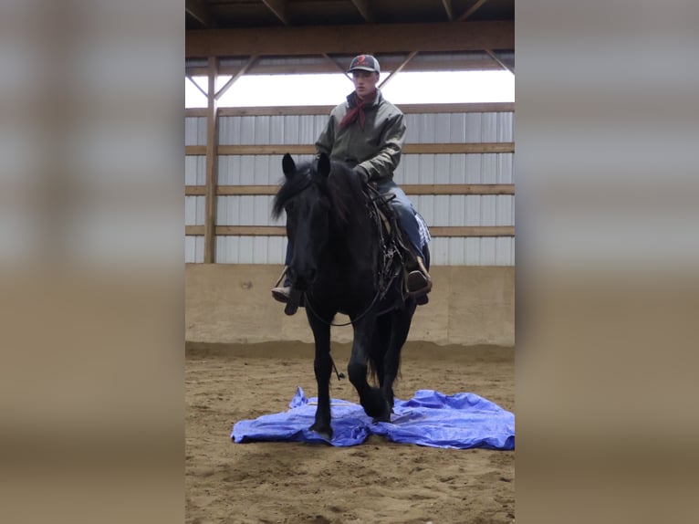 Friesian horses Gelding 6 years Black in Howell