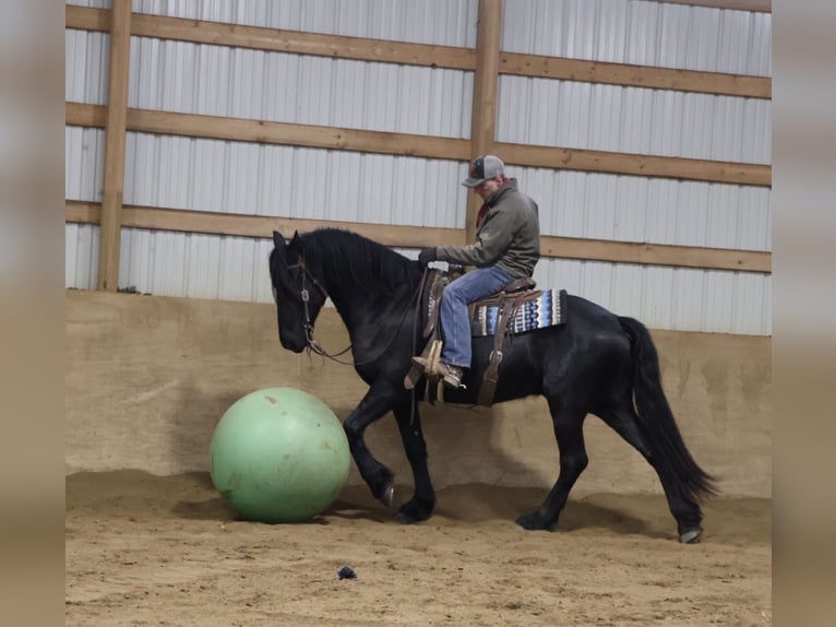 Friesian horses Gelding 6 years Black in Howell