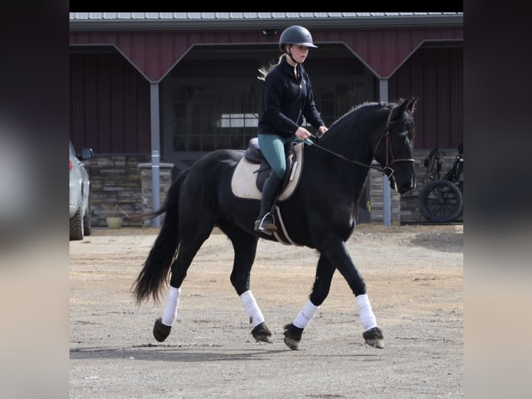 Friesian horses Gelding 6 years Black in Howell