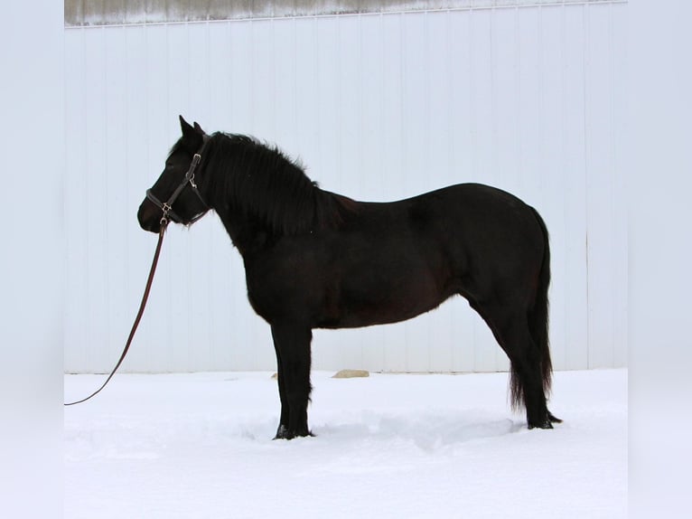 Friesian horses Gelding 6 years Black in Highland, MI