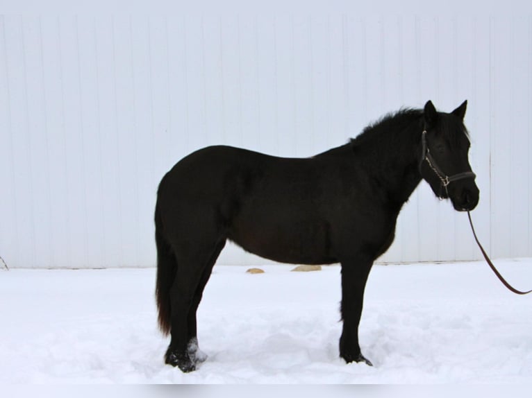 Friesian horses Gelding 6 years Black in Highland, MI