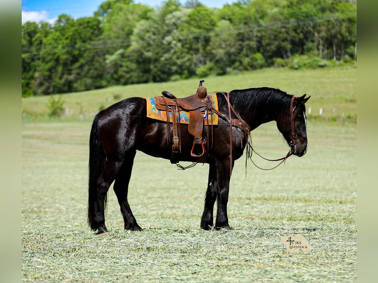 Friesian horses Mix Gelding 6 years Black in Santa Fe