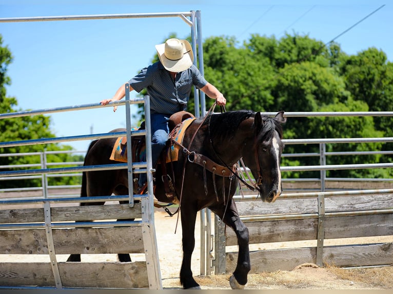 Friesian horses Mix Gelding 6 years Black in Santa Fe