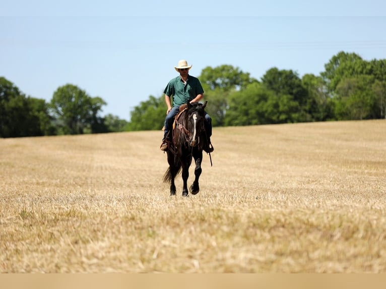 Friesian horses Mix Gelding 6 years Black in Santa Fe