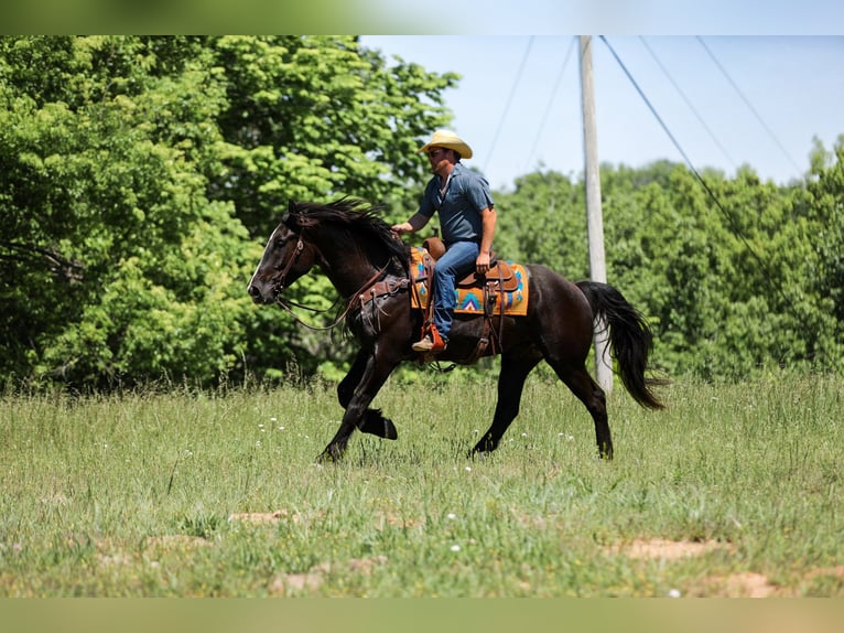 Friesian horses Mix Gelding 6 years Black in Santa Fe
