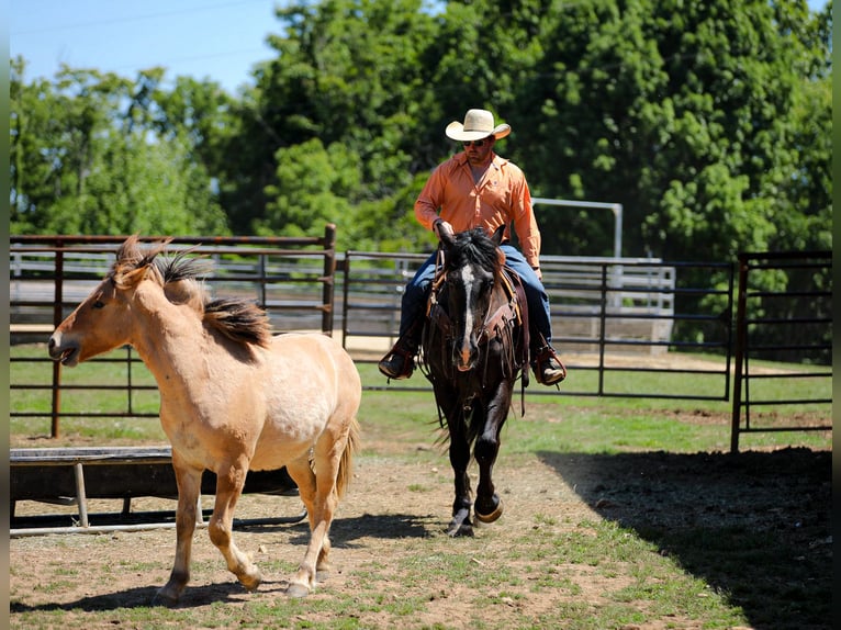 Friesian horses Mix Gelding 6 years Black in Santa Fe