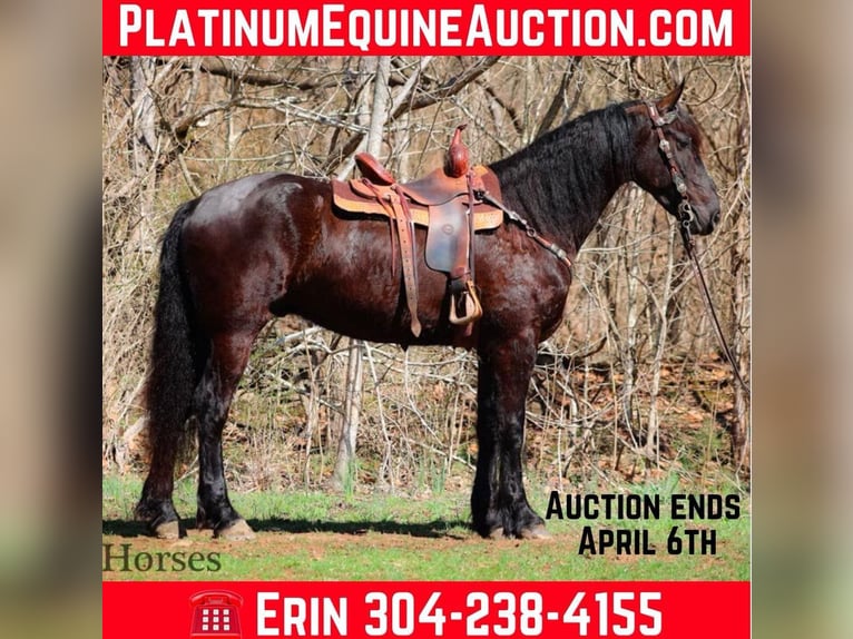 Friesian horses Gelding 6 years Black in flemingsburg KY