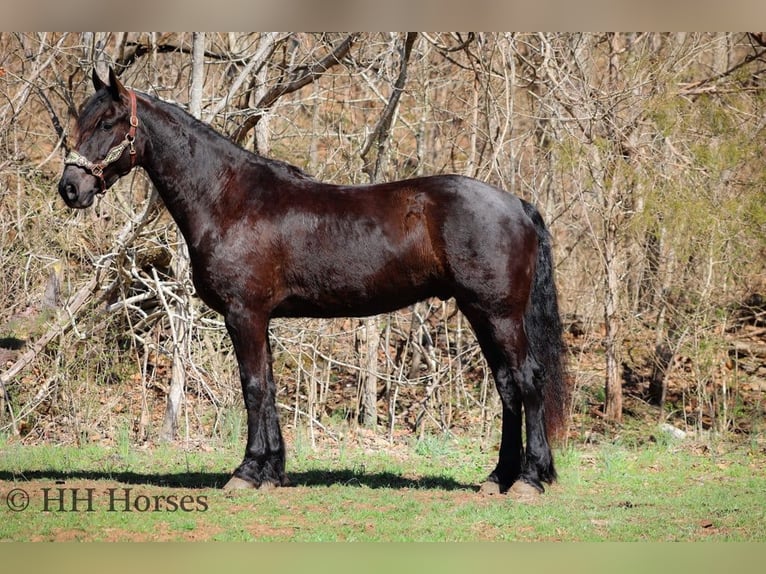 Friesian horses Gelding 6 years Black in flemingsburg KY