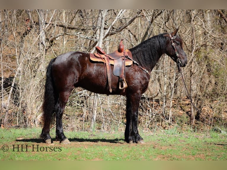 Friesian horses Gelding 6 years Black in flemingsburg KY