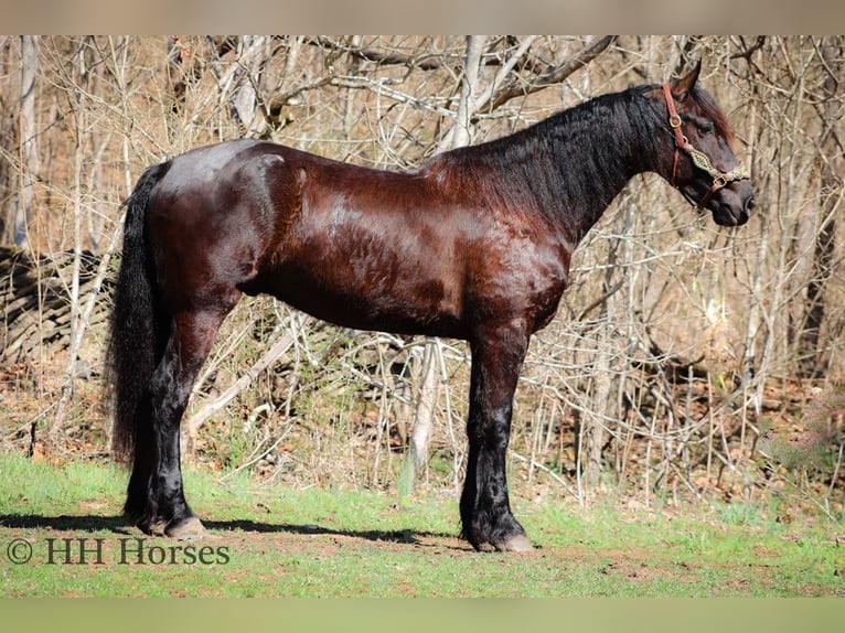 Friesian horses Gelding 6 years Black in flemingsburg KY
