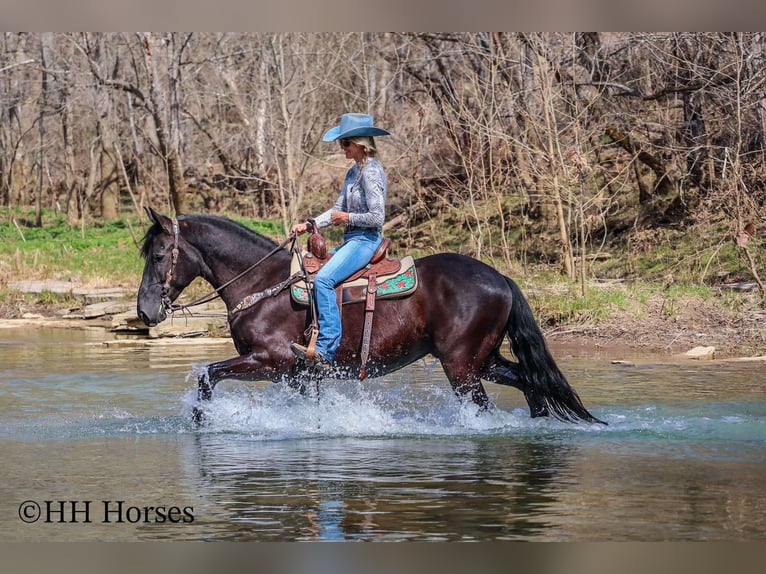 Friesian horses Gelding 6 years Black in flemingsburg KY