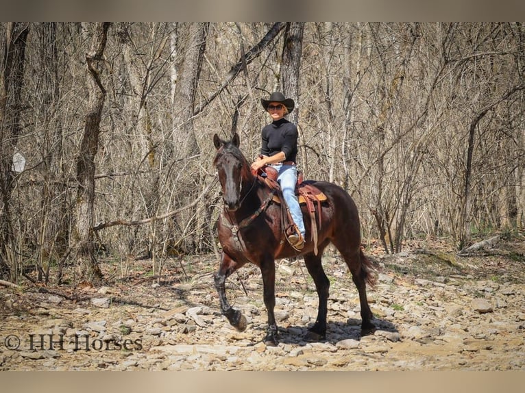 Friesian horses Gelding 6 years Black in flemingsburg KY