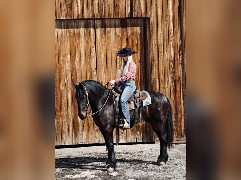 Friesian horses Gelding 6 years Black in MidWAY ut