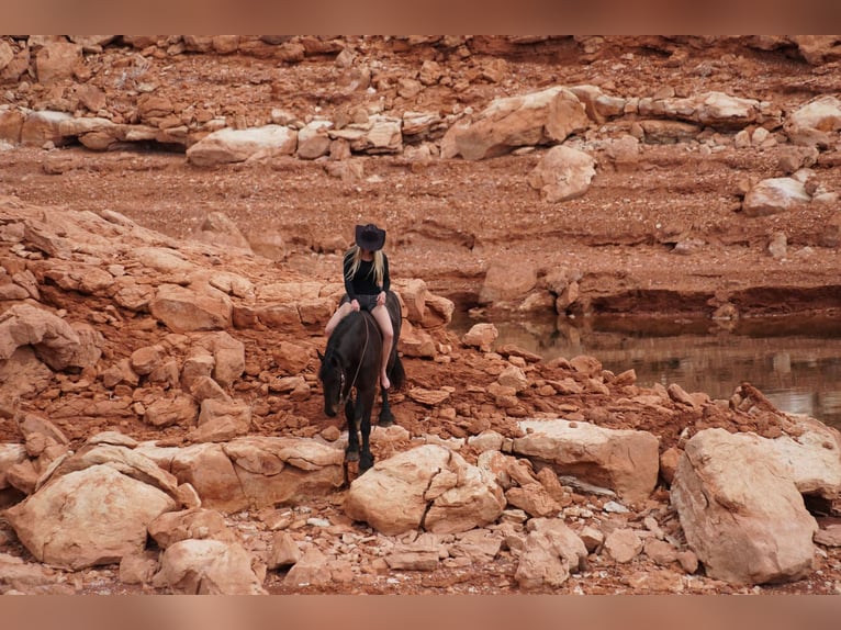 Friesian horses Gelding 6 years Black in MidWAY ut