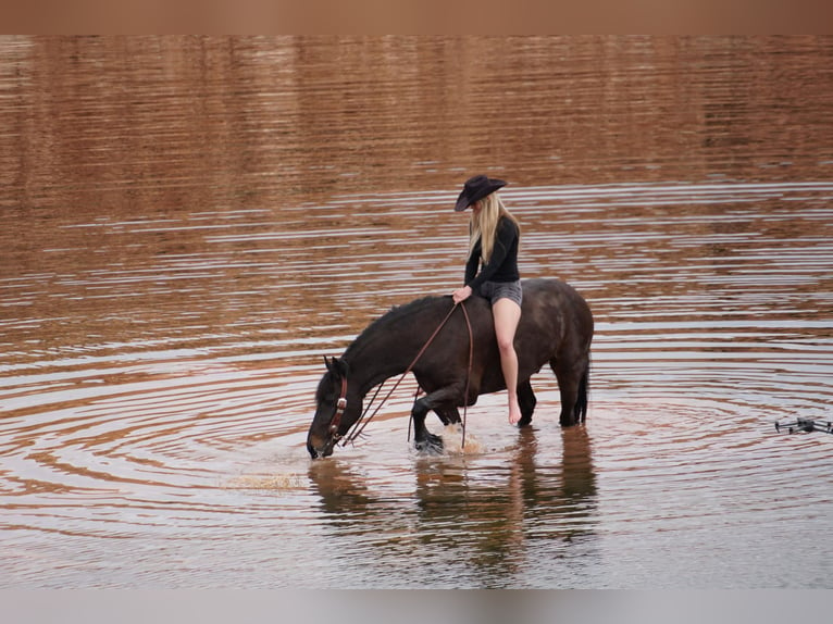 Friesian horses Gelding 6 years Black in MidWAY ut