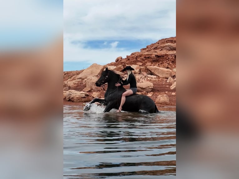 Friesian horses Gelding 6 years Black in MidWAY ut