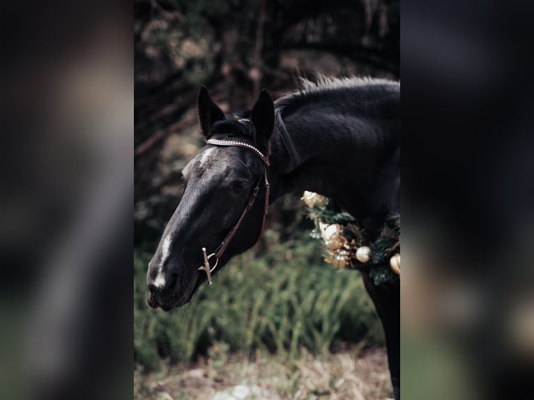 Friesian horses Gelding 6 years Black in Oviedo FL