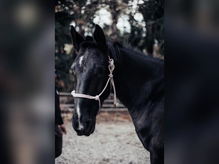 Friesian horses Gelding 6 years Black in Oviedo FL