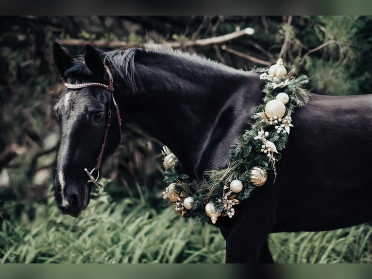 Friesian horses Gelding 6 years Black in Oviedo FL