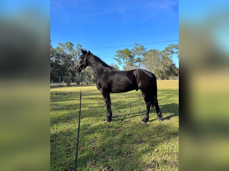 Friesian horses Gelding 6 years Black in Oviedo FL