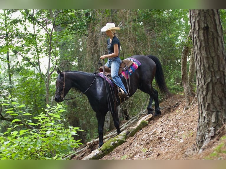 Friesian horses Mix Gelding 6 years Black in Huntsville, TX