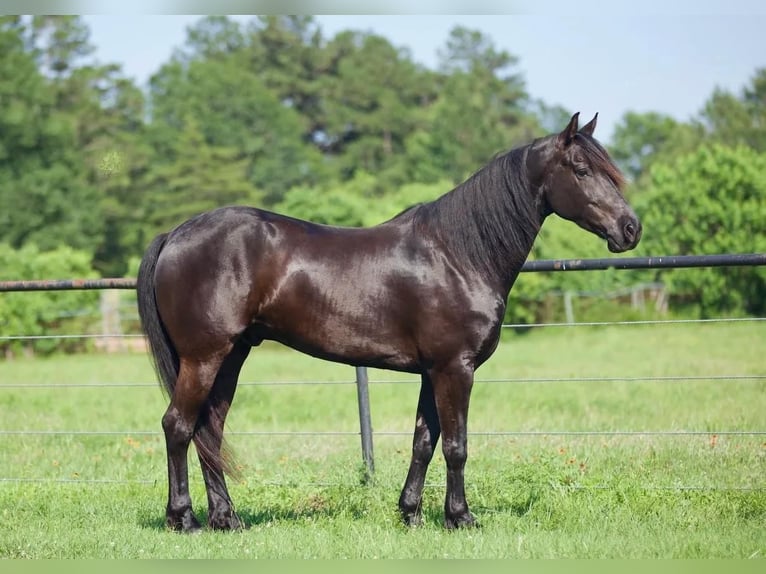 Friesian horses Mix Gelding 6 years Black in Huntsville, TX