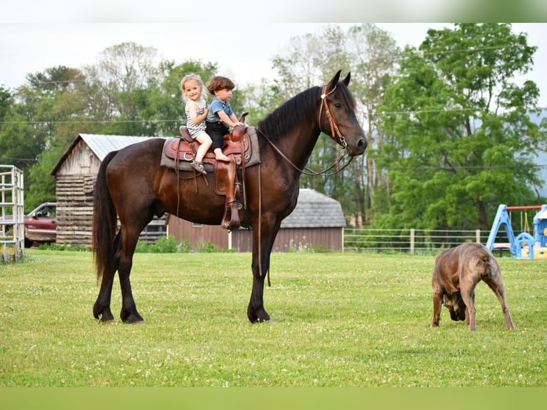 Friesian horses Gelding 6 years Black in Howard, PA