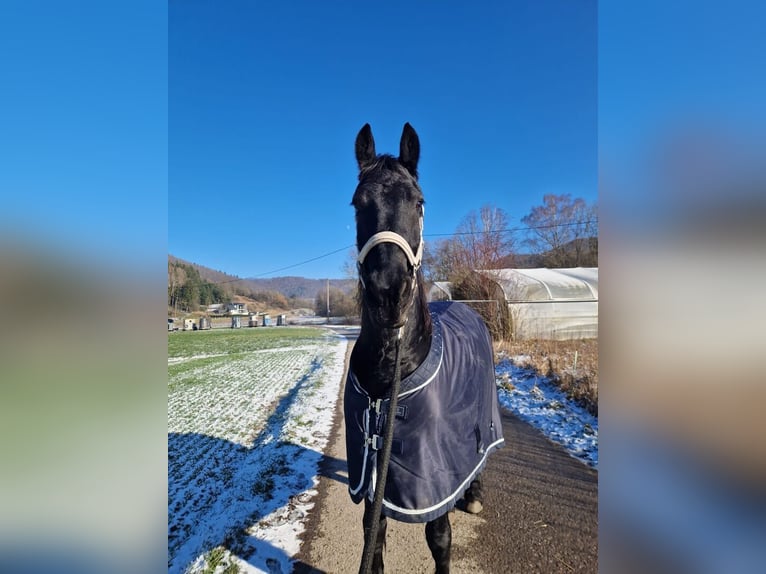 Friesian horses Gelding 6 years in Amsterdam Friesian horses Gelding 6 years in Amsterdam