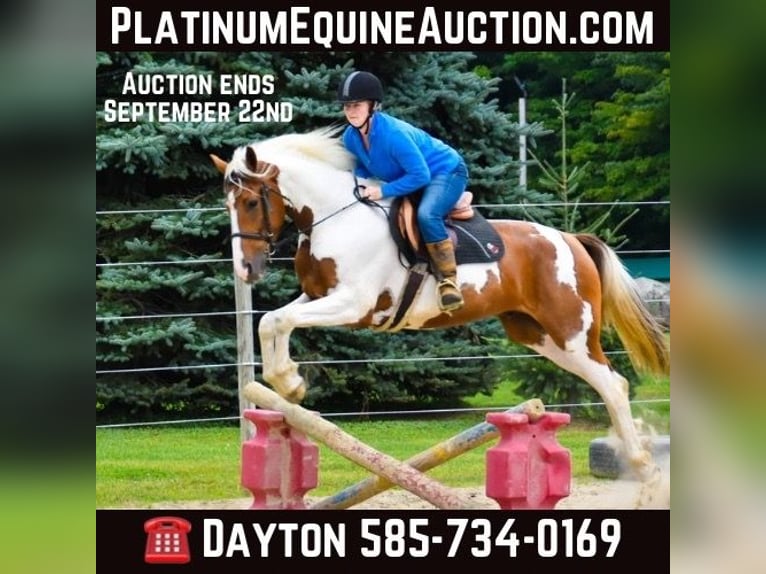 Friesian horses Gelding 6 years Chestnut in Warsaw NY