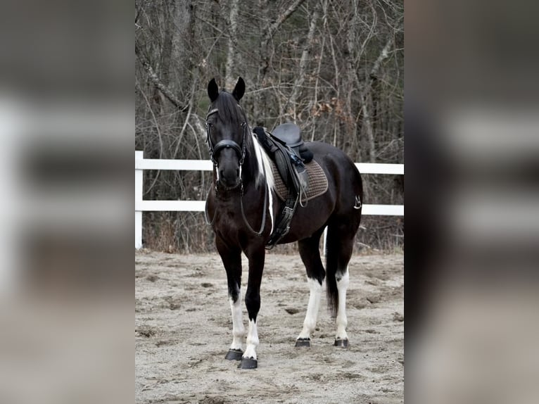 Friesian horses Mix Gelding 6 years in Middleboro, MA