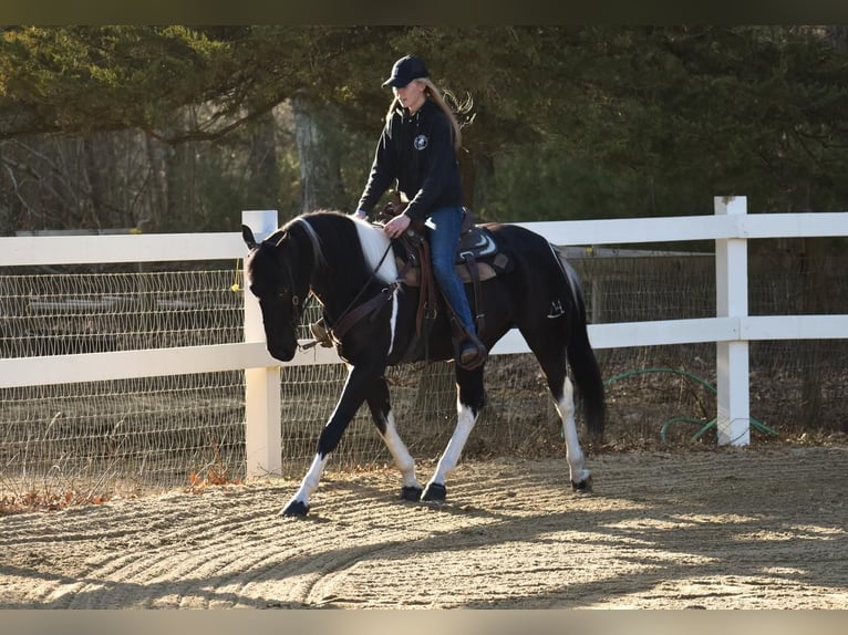 Friesian horses Mix Gelding 6 years in Middleboro, MA